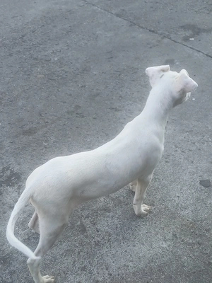 dogo argentino - imagine 4