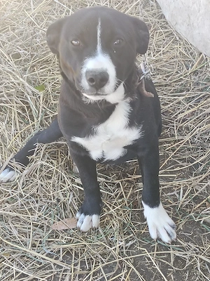 pui Amstaff  - imagine 2