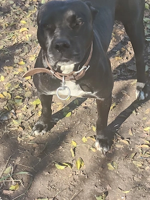 pui Amstaff  - imagine 4