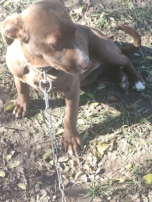 pui Amstaff  - imagine 3