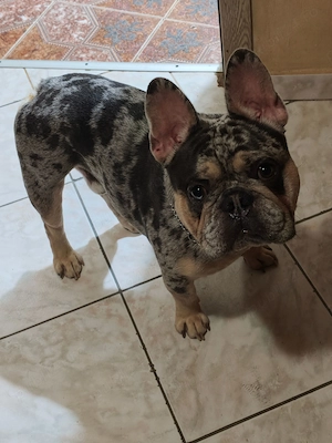 Mascul Bulldog francez cu pedigree  - imagine 3