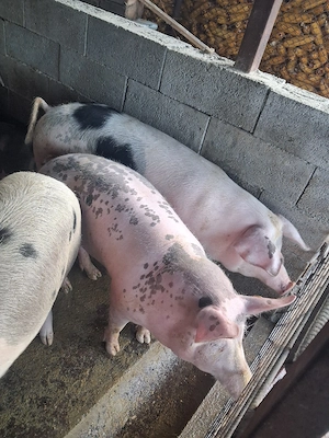 vand porci marele alb si petrean