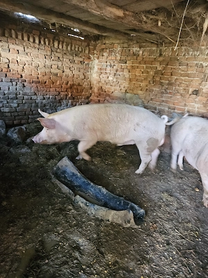 Vier, porc nescopit - imagine 3