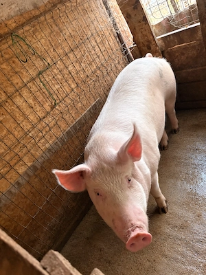  Porci de vânzare pentru craciun! 