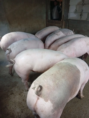 Porci de vanzare au greutate intre 120 si 140 de kg  - imagine 4