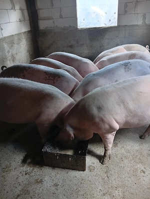Porci de vanzare au greutate intre 120 si 140 de kg  - imagine 2