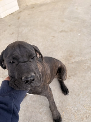 Cane corso disponibili 
