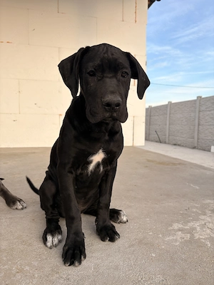 Cane corso disponibili  - imagine 4