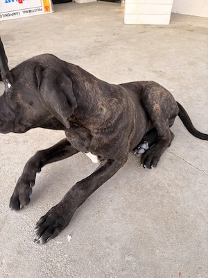 Cane corso disponibili  - imagine 2