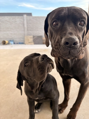 Cane corso disponibili  - imagine 3
