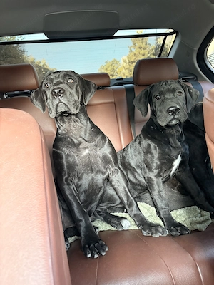 Cane corso disponibili  - imagine 5
