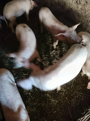 Vând purcei de 2 luni castrați foarte mâncăcioși deparazitați. Preț 400lei negociabil  - imagine 3