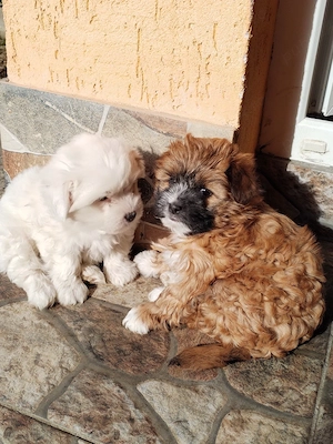 catei bichon - imagine 3
