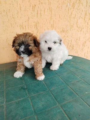 catei bichon
