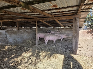 Porci de vanzare - imagine 2