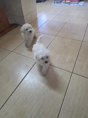 Bichon maltez  mascul  - imagine 4