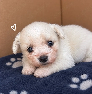Bichon Maltez