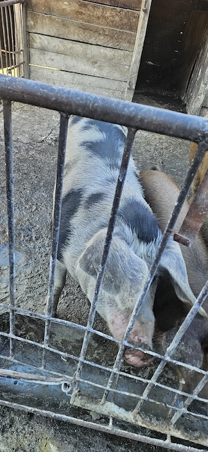 Porc de vanzare