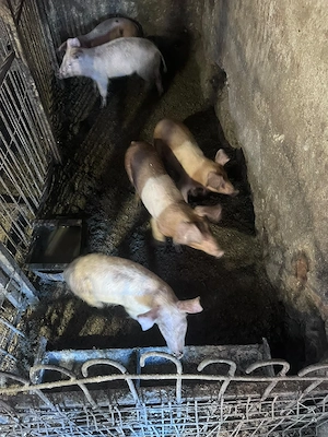 porci de vânzare 