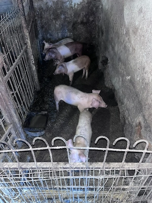 porci de vânzare  - imagine 2