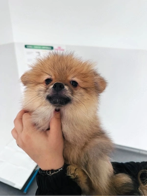 Pomeranian mascul - parinti cu pedigree FCI - imagine 3