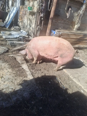 Porci mari de vanzare! - imagine 2
