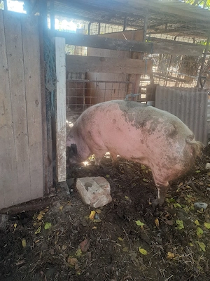 Porci mari de vanzare!