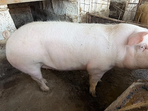 vand porc.   .