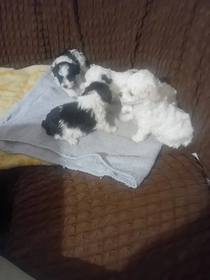 Pui caine bichon 3 baieti si 1 fata - imagine 2