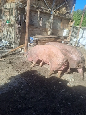 Porci mari de vanzare! - imagine 5