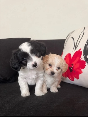 vand puiuti de bichon - imagine 2
