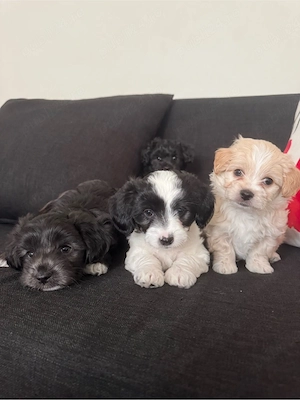vand puiuti de bichon - imagine 3