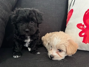 vand puiuti de bichon