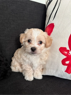 vand puiuti de bichon - imagine 5