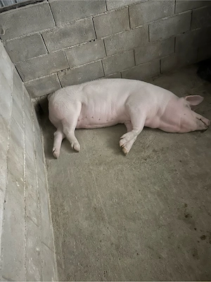 Vînd porci pentru sacrificat