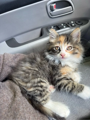 maine coon mascul si femela - imagine 3