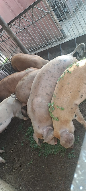 Vînd șuldei 40 - 60kg
