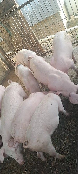 Vînd șuldei 30 _ 40 kg 