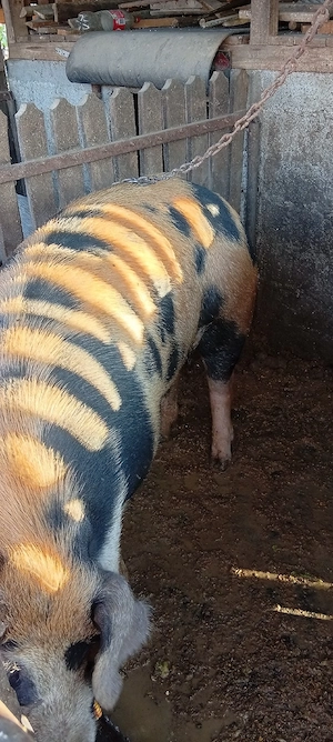 Vand 2 porci  - imagine 4