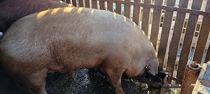 Vand 2 porci  - imagine 2