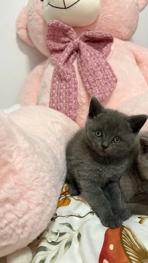 British shorthair  - imagine 4