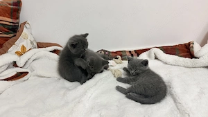 British shorthair  - imagine 2