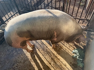 Porc pentru taiat de craciun 
