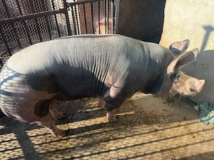 Porc pentru taiat de craciun  - imagine 2