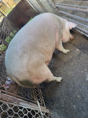 vand porc 300 de kg - imagine 2