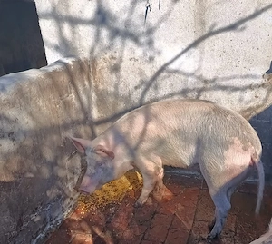 Porc de carne crescut natural, cca. 120-130 kg  - imagine 2