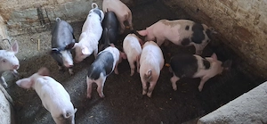 Vand purcei
