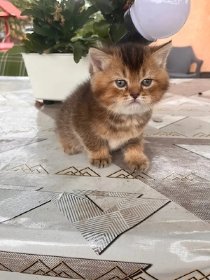 British shorthair golden  - imagine 5