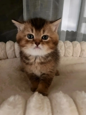 British shorthair golden  - imagine 3