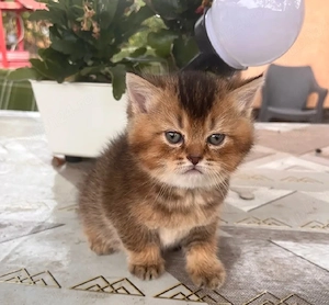 British shorthair golden 